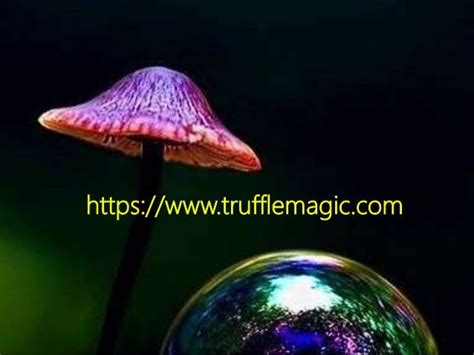 Magic Mushrooms and Mental Illness: Can They Help or Harm?